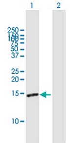 FABP7 Polyclonal Antibody, MaxPab™
