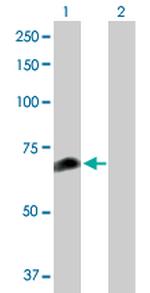 FANCC Antibody in Western Blot (WB)