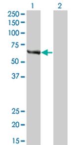 FANCC Antibody in Western Blot (WB)
