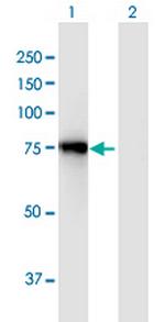 ACSL3 Polyclonal Antibody, MaxPab™