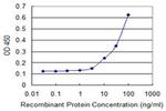FANCB Antibody in ELISA (ELISA)