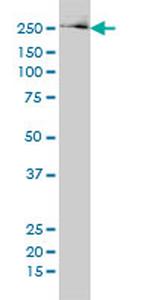 FASN Antibody in Western Blot (WB)