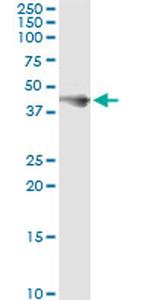 FCER2 Antibody in Immunoprecipitation (IP)
