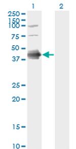 FCER2 Antibody in Western Blot (WB)