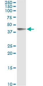 FCER2 Antibody in Immunoprecipitation (IP)