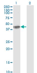 FCER2 Antibody in Western Blot (WB)