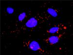 FCGR1A Antibody in Proximity Ligation Assay (PLA) (PLA)