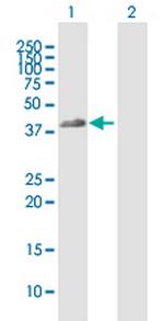 FCGR2A Polyclonal Antibody, MaxPab™
