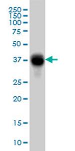 FCGR2B Antibody in Western Blot (WB)