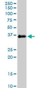 FCGR2B Antibody in Western Blot (WB)