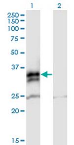 FCN2 Polyclonal Antibody, MaxPab™