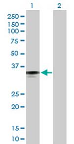 FCN2 Polyclonal Antibody, MaxPab™
