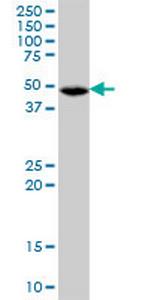 FDXR Polyclonal Antibody, MaxPab™