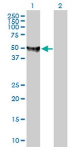 FDXR Polyclonal Antibody, MaxPab™