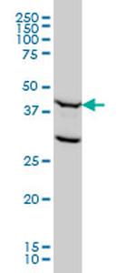 FEN1 Antibody in Western Blot (WB)