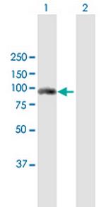 FES Polyclonal Antibody, MaxPab™