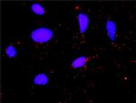 FGA Antibody in Proximity Ligation Assay (PLA) (PLA)