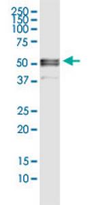 FGB Monoclonal Antibody (1D7)