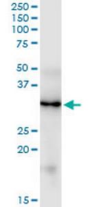 FGF5 Monoclonal Antibody (1B4)