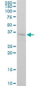 FGF8 Monoclonal Antibody (2A10)