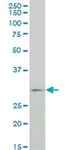 FGF8 Antibody in Western Blot (WB)