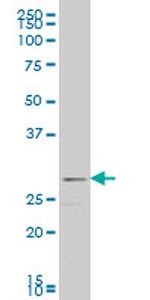 FGF8 Monoclonal Antibody (3H2)