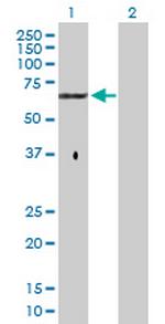 GPC5 Polyclonal Antibody, MaxPab™