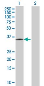 FGL1 Polyclonal Antibody, MaxPab™