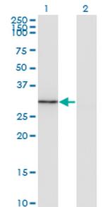 FGL1 Monoclonal Antibody (2A4)