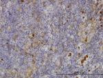 FGR Monoclonal Antibody (3B11)