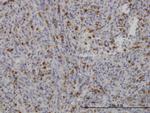 FGR Monoclonal Antibody (4C12)