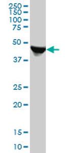 FH Monoclonal Antibody (2E10)