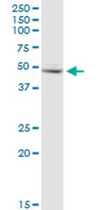 FH Antibody in Western Blot (WB)