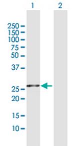 FKBP3 Polyclonal Antibody, MaxPab™