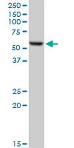 FKBP4 Polyclonal Antibody, MaxPab™