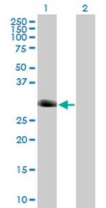 FOXI1 Polyclonal Antibody, MaxPab™