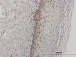 FOXL1 Antibody in Immunohistochemistry (Paraffin) (IHC (P))