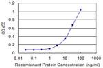 FOXM1 Antibody in ELISA (ELISA)