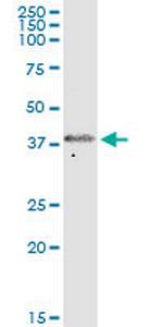 FKHL18 Polyclonal Antibody, MaxPab™