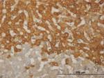 FOXO1A Antibody in Immunohistochemistry (Paraffin) (IHC (P))