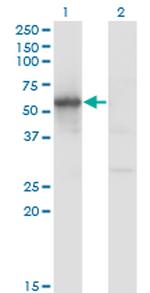 FLI1 Antibody in Western Blot (WB)