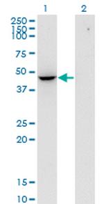 FLOT2 Monoclonal Antibody (3G6)