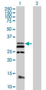 FLT3LG Polyclonal Antibody, MaxPab™