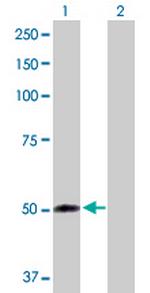 FMO2 Polyclonal Antibody, MaxPab™