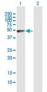 FMOD Polyclonal Antibody, MaxPab™