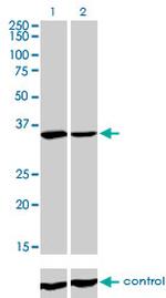FMR1 Antibody in Western Blot (WB)