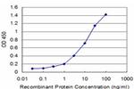 FOSL2 Antibody in ELISA (ELISA)