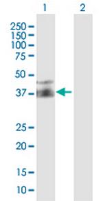 FPR2 Polyclonal Antibody, MaxPab™