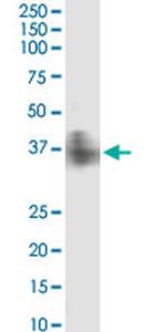 FPR2 Monoclonal Antibody (2H7)