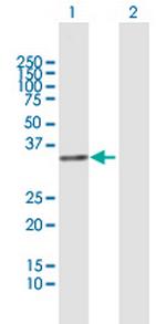 FRG1 Polyclonal Antibody, MaxPab™